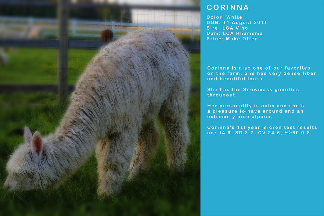 Corinna female alpaca for sale
